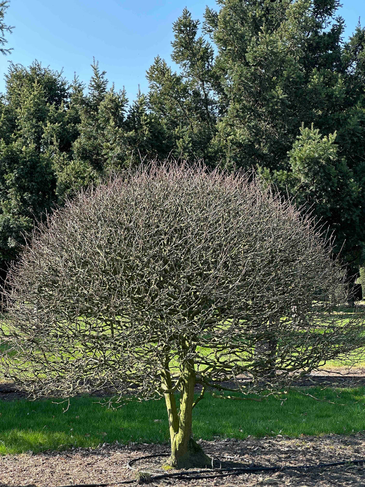 CB TOPIARY #166
