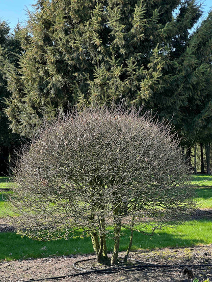 CB TOPIARY #168