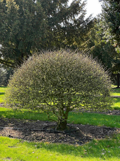 CB TOPIARY #172