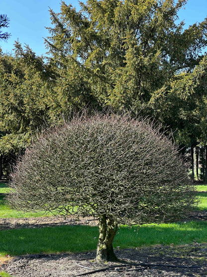 CB TOPIARY #173