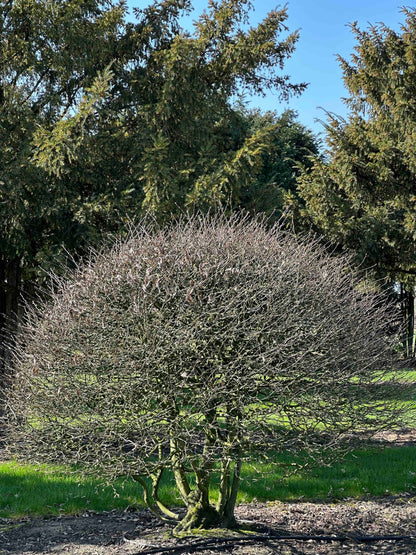 CB TOPIARY #174