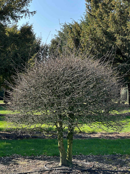 CB TOPIARY #175