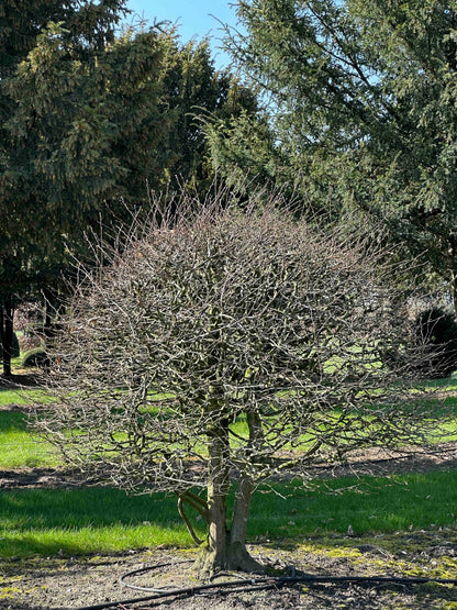 CB TOPIARY #176