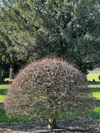 CB TOPIARY #177