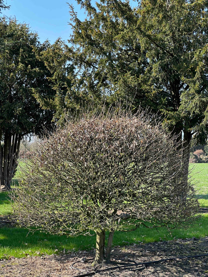 CB TOPIARY #178