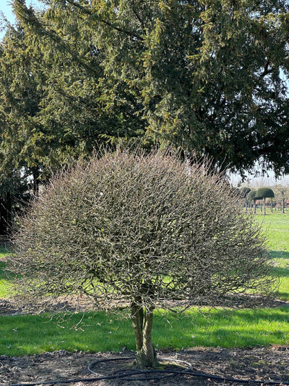 CB TOPIARY #179