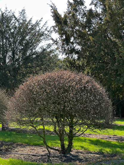 CB TOPIARY #180