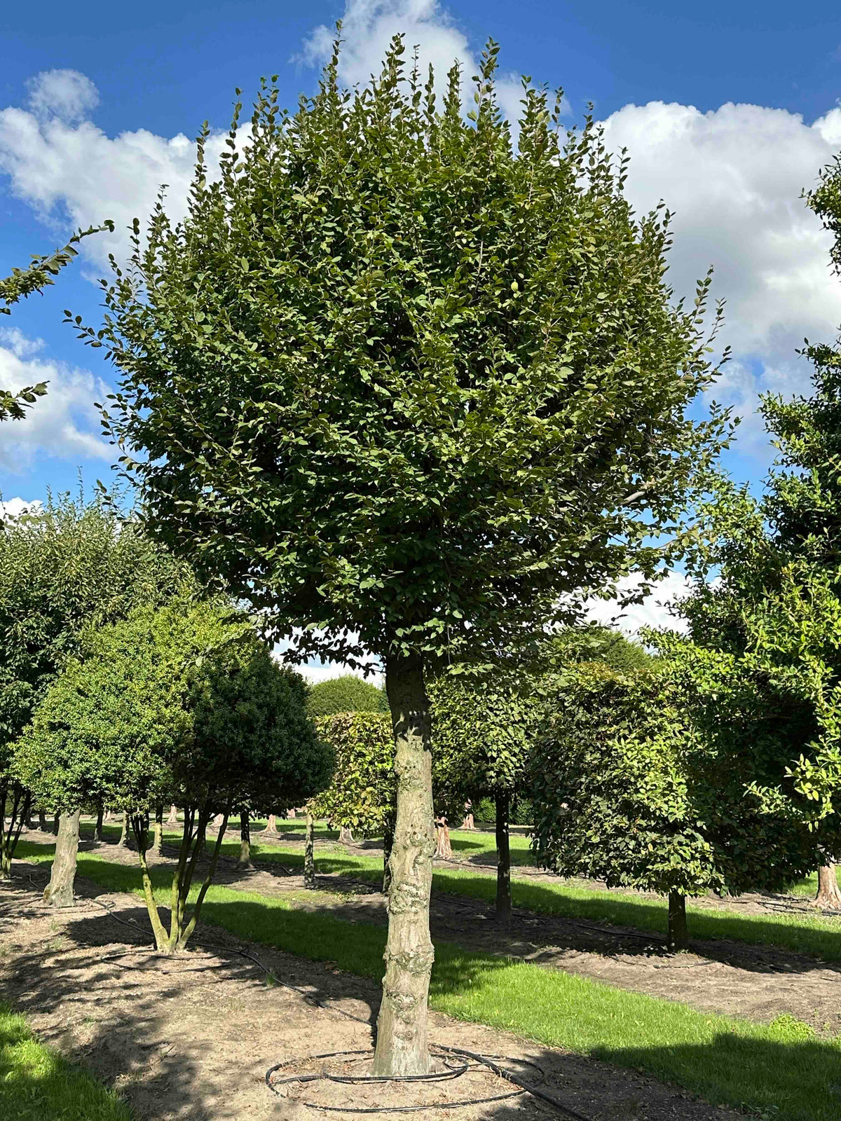CB TOPIARY #182