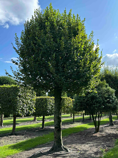 CB TOPIARY #183