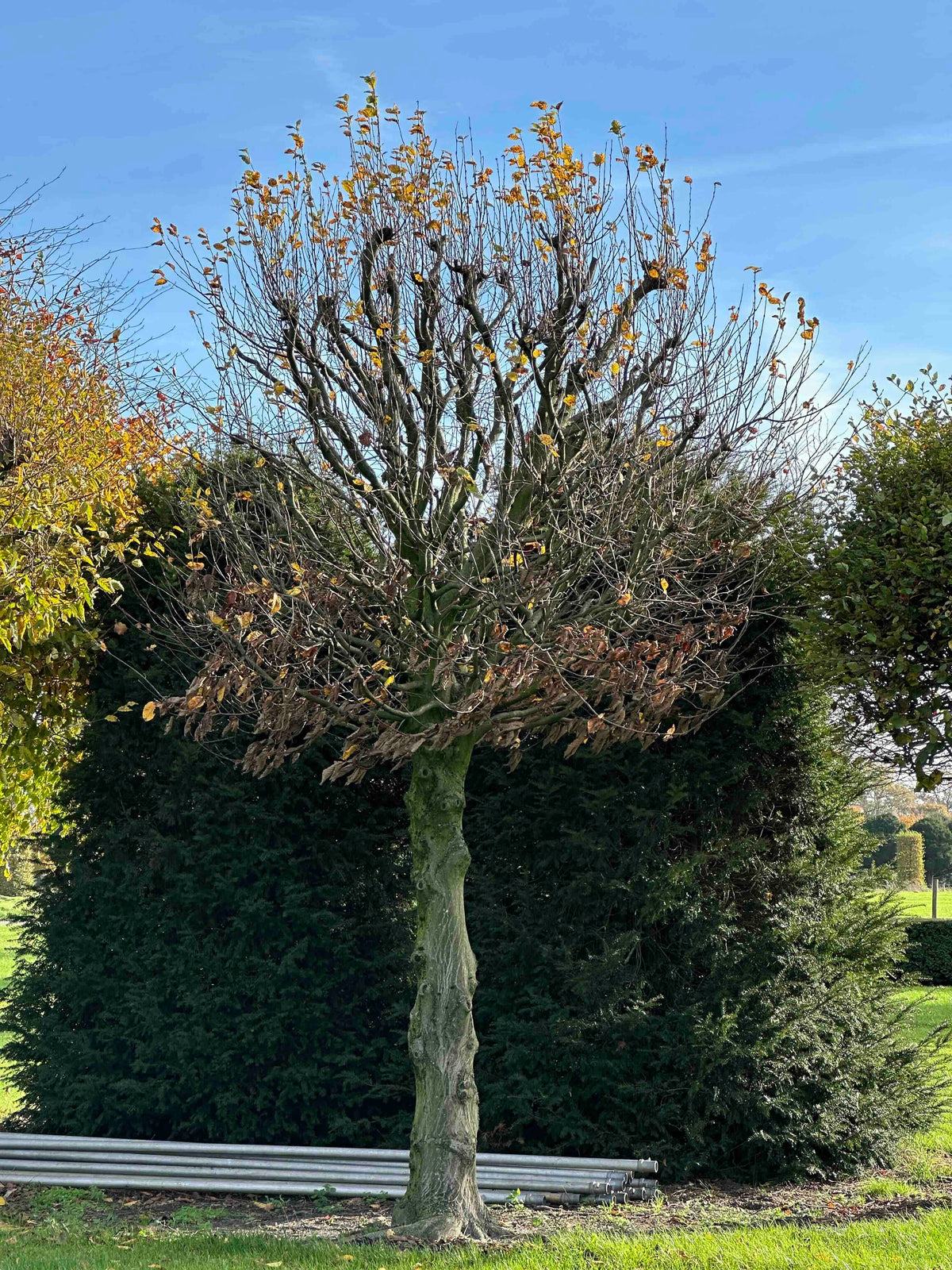 CB TOPIARY #183