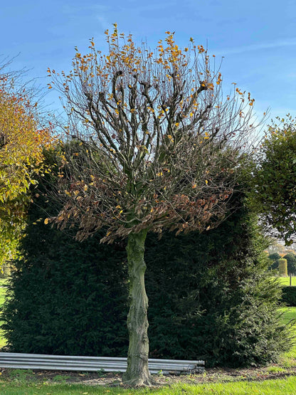 CB TOPIARY #183