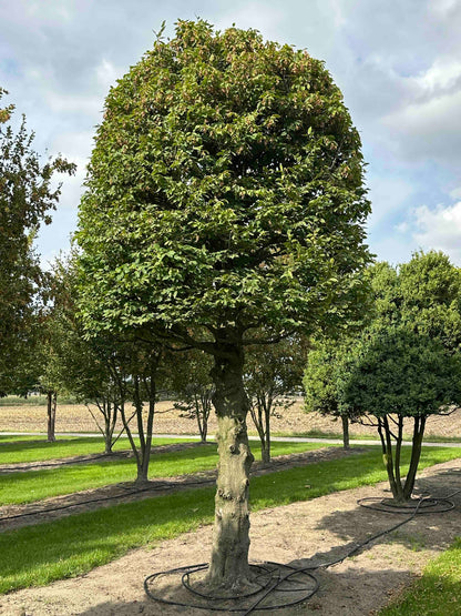 CB TOPIARY #183