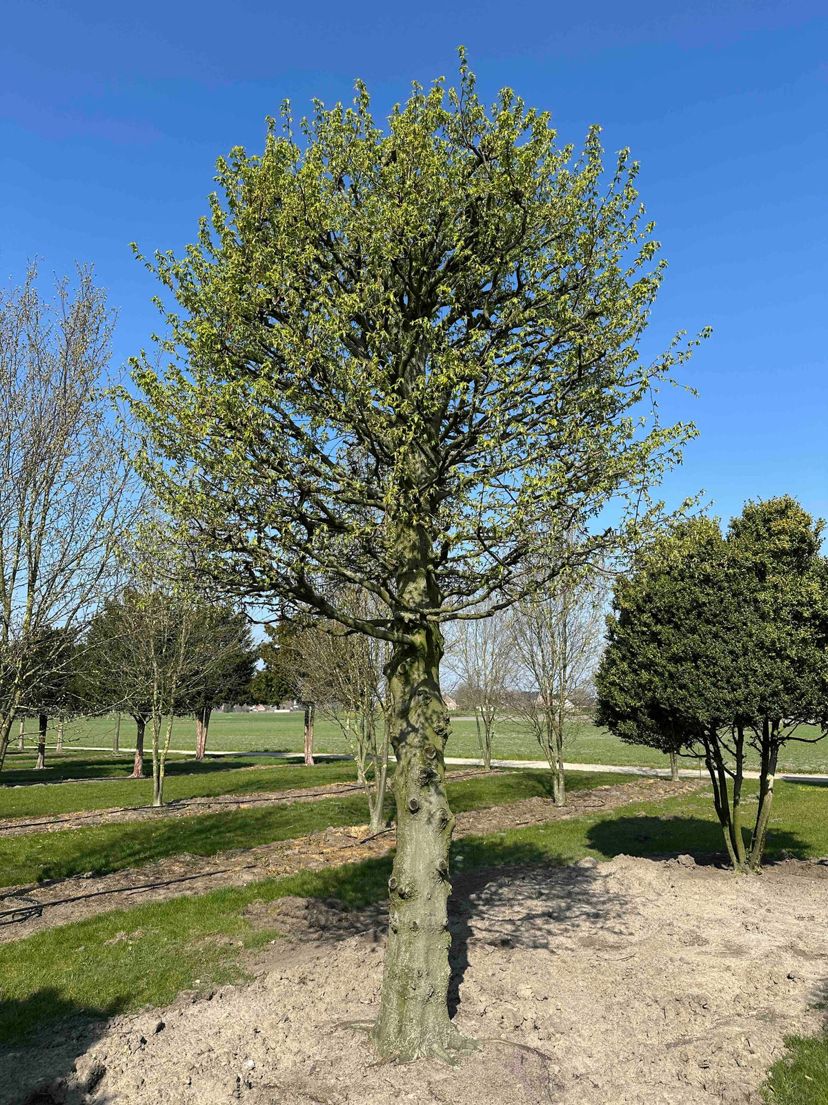CB TOPIARY #183