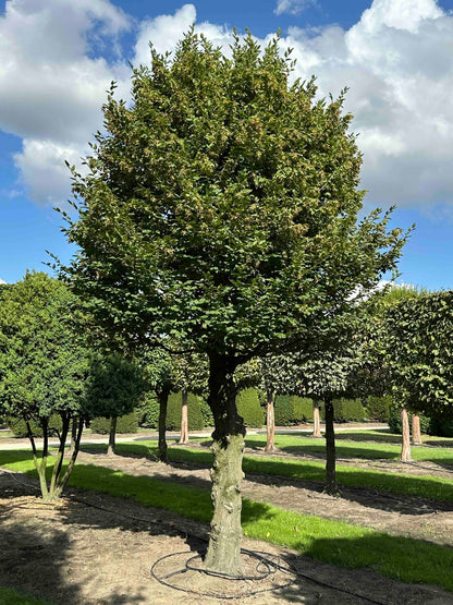 CB TOPIARY #183