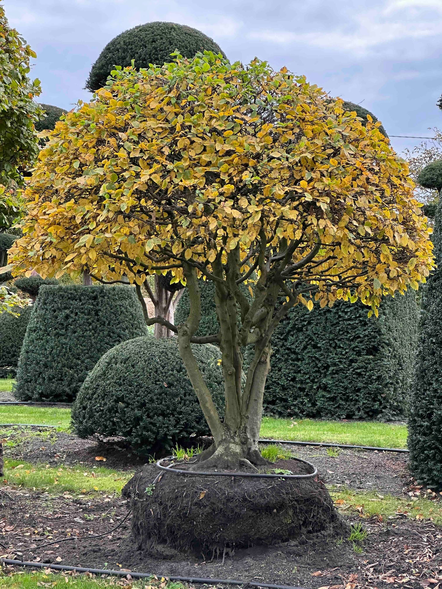 CB TOPIARY #186