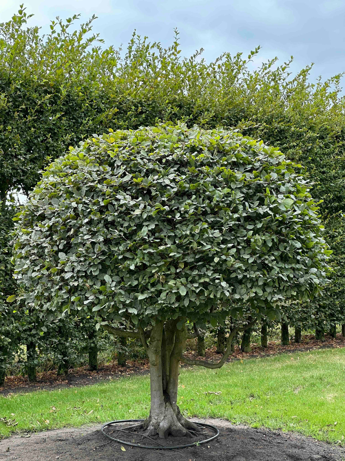 CB TOPIARY #186