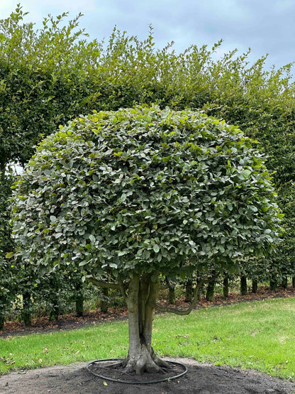 CB TOPIARY #186