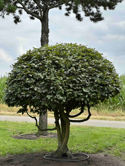 CB TOPIARY #186