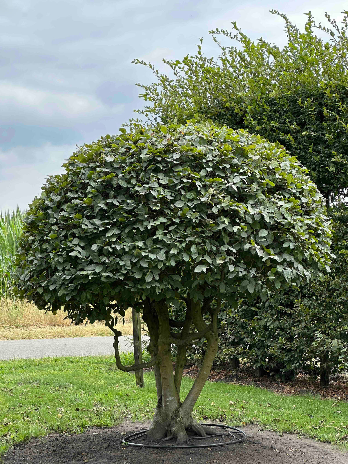 CB TOPIARY #186