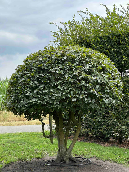 CB TOPIARY #186