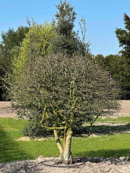CB TOPIARY #186
