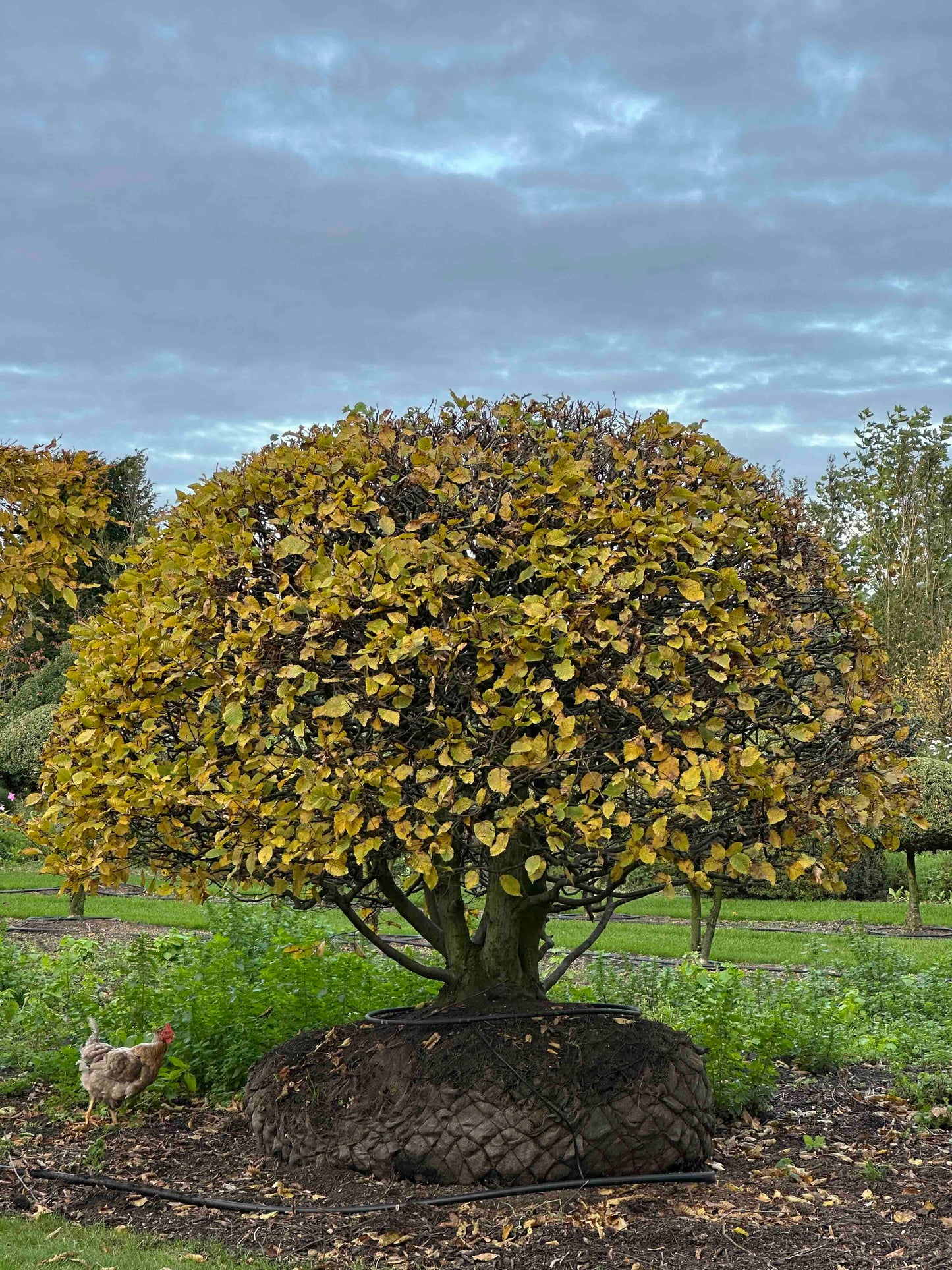 CB TOPIARY #187