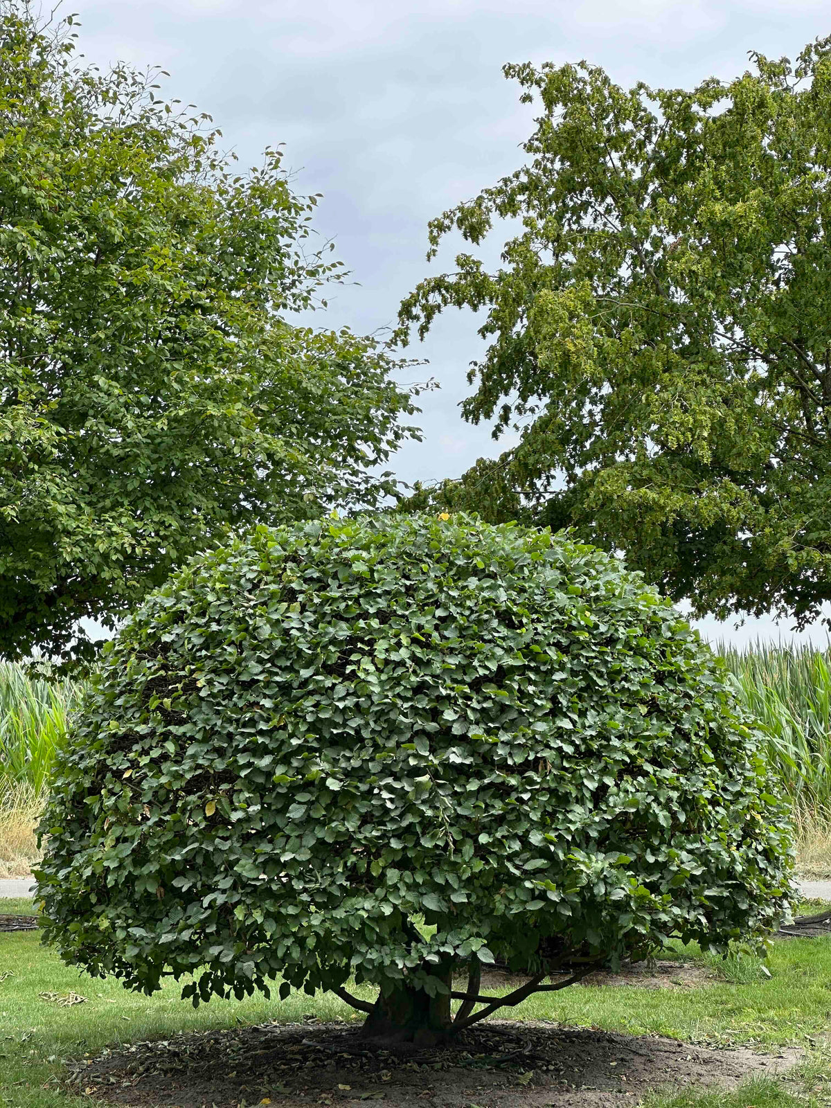 CB TOPIARY #187