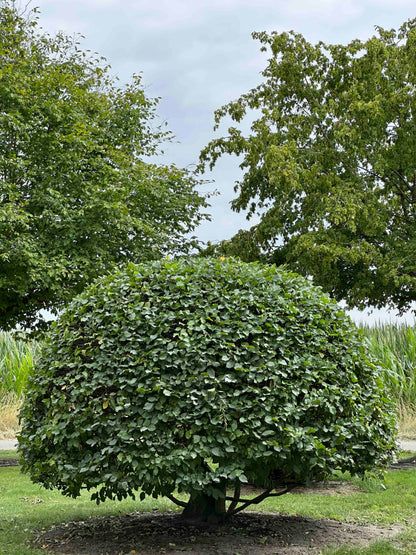 CB TOPIARY #187