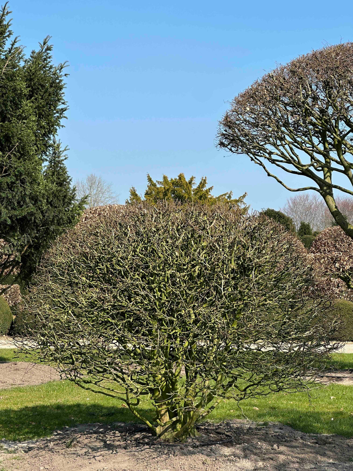 CB TOPIARY #187