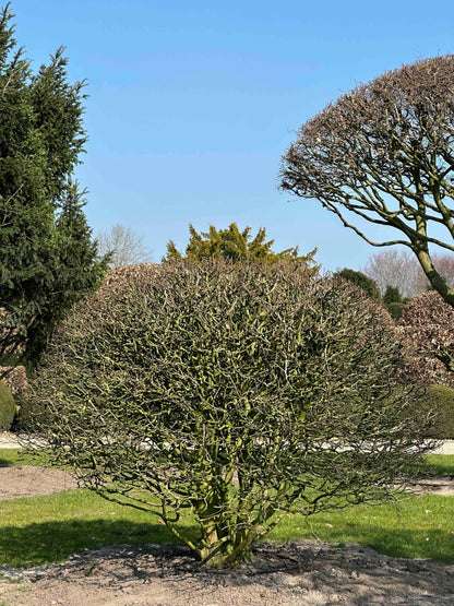 CB TOPIARY #187