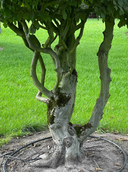 CB TOPIARY #188