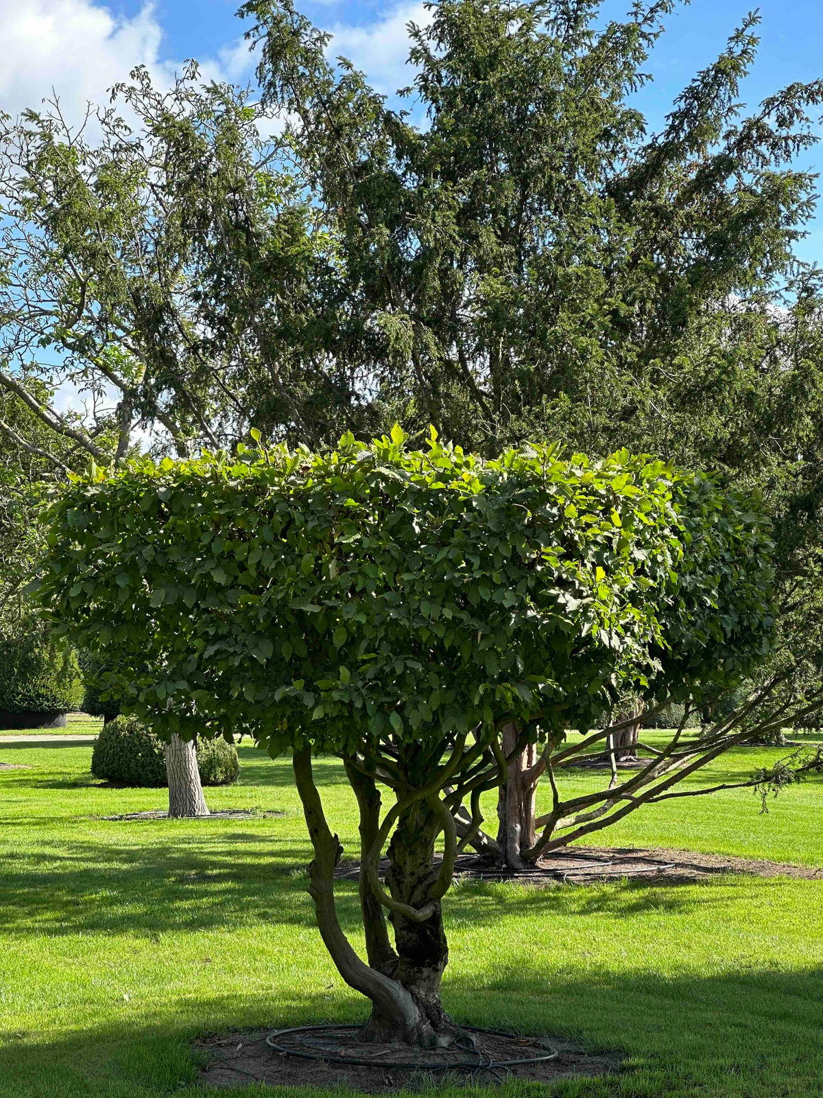 CB TOPIARY #188