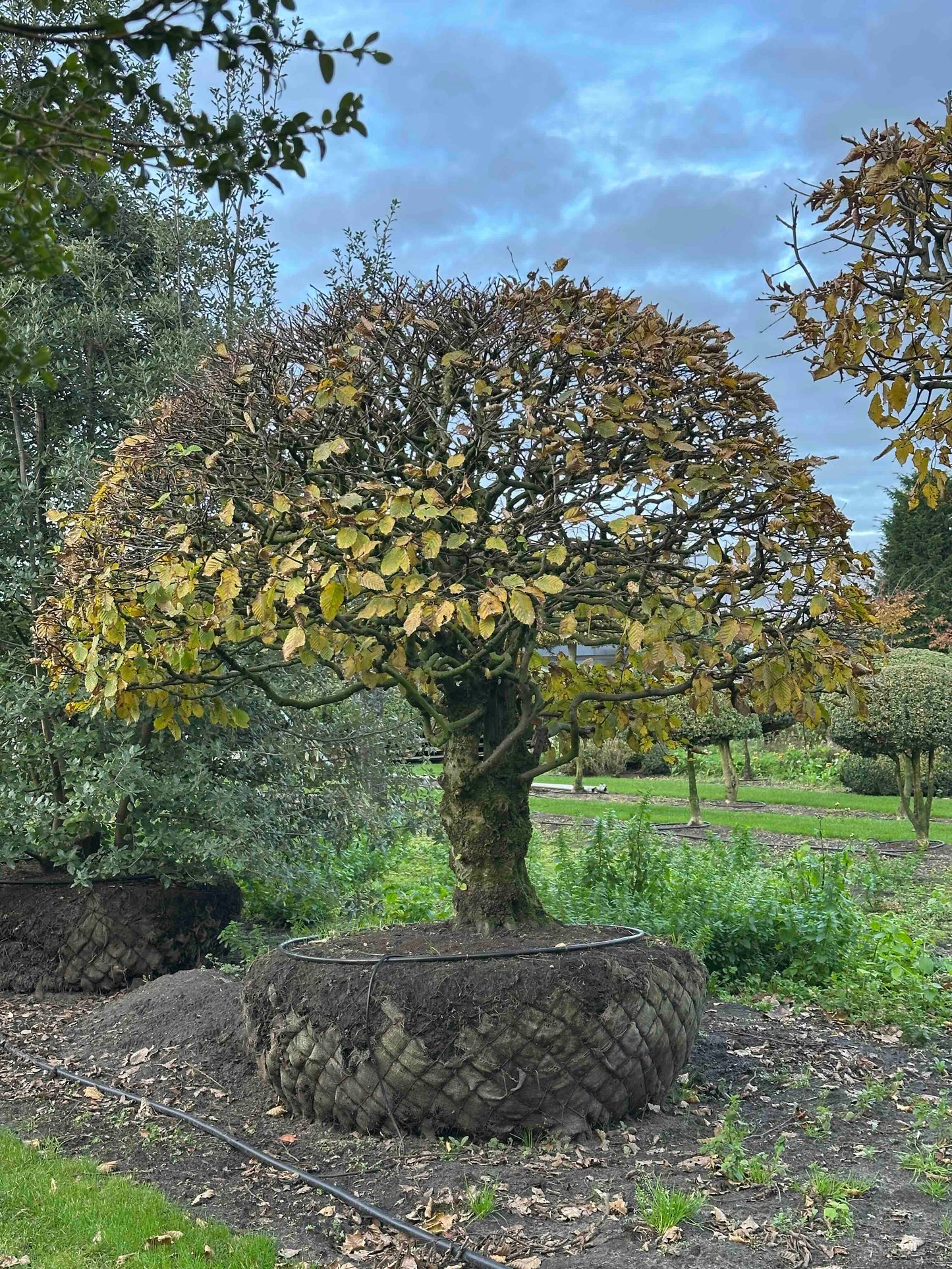 CB TOPIARY #189