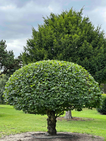CB TOPIARY #189