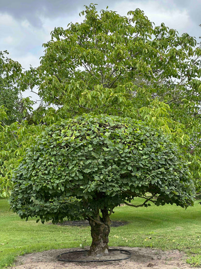 CB TOPIARY #189