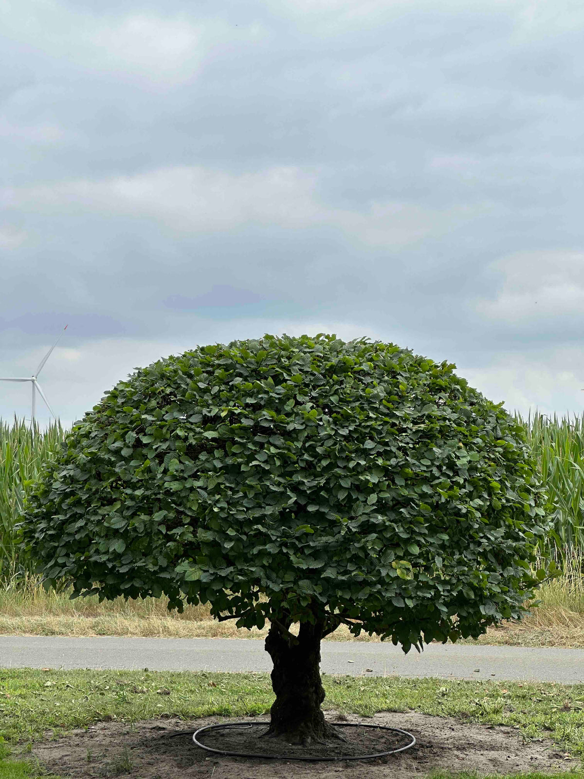 CB TOPIARY #189