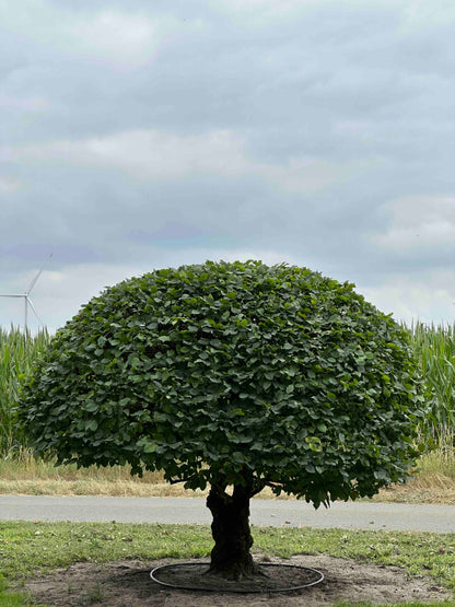 CB TOPIARY #189