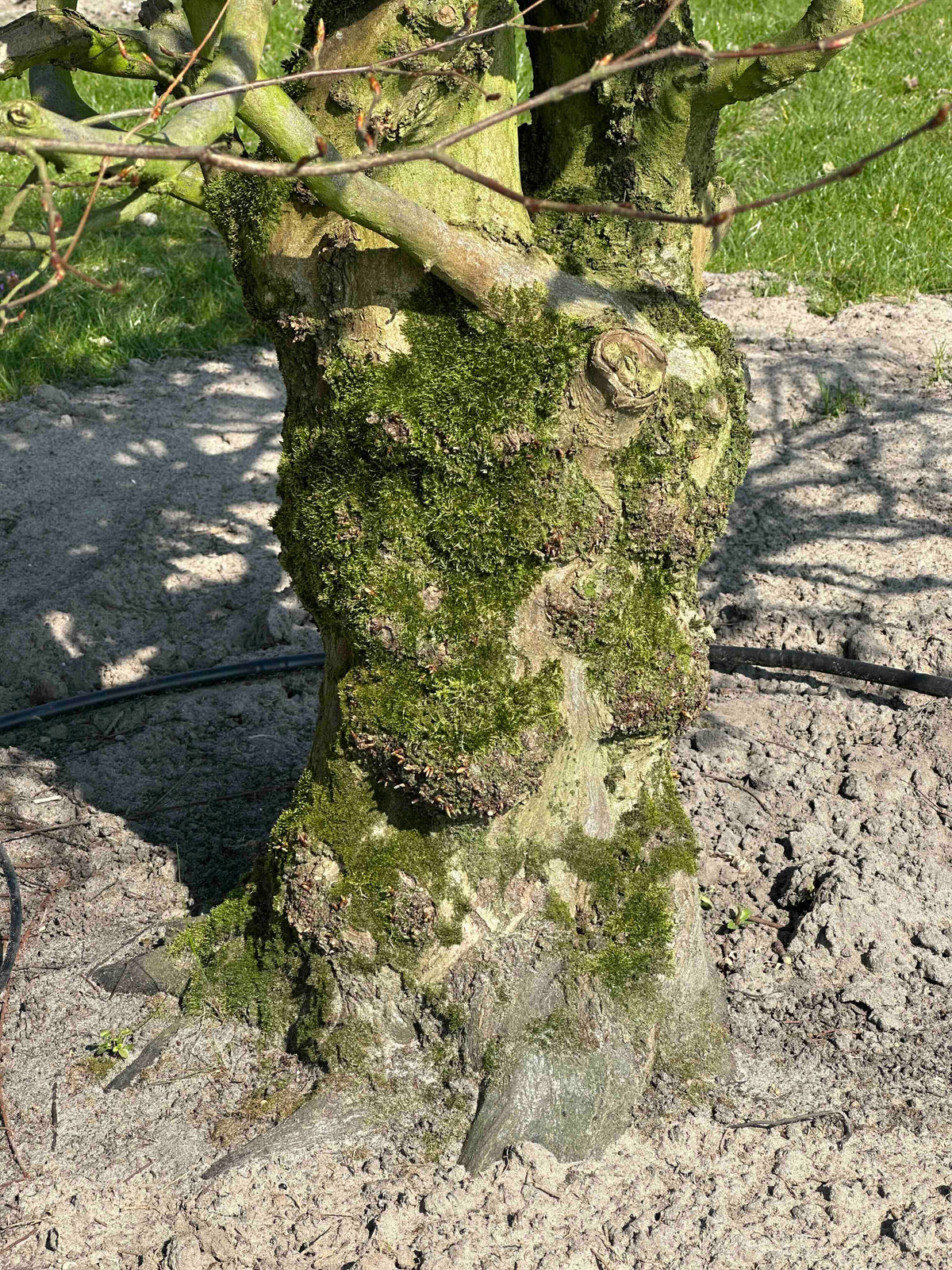 CB TOPIARY #189