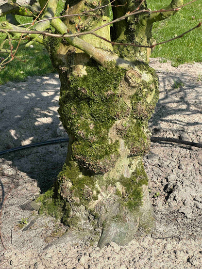 CB TOPIARY #189