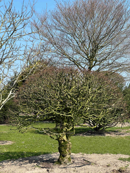 CB TOPIARY #189