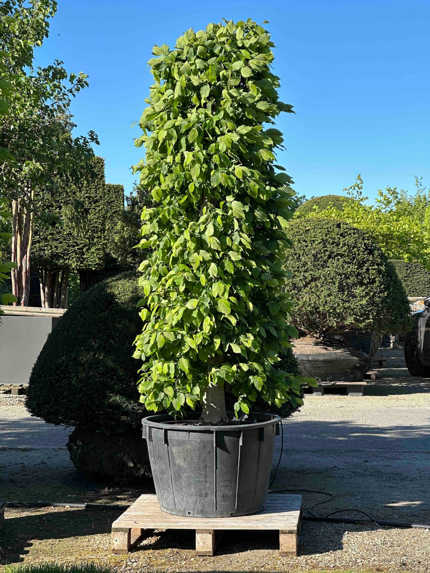 CB TOPIARY #190