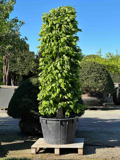 CB TOPIARY #190