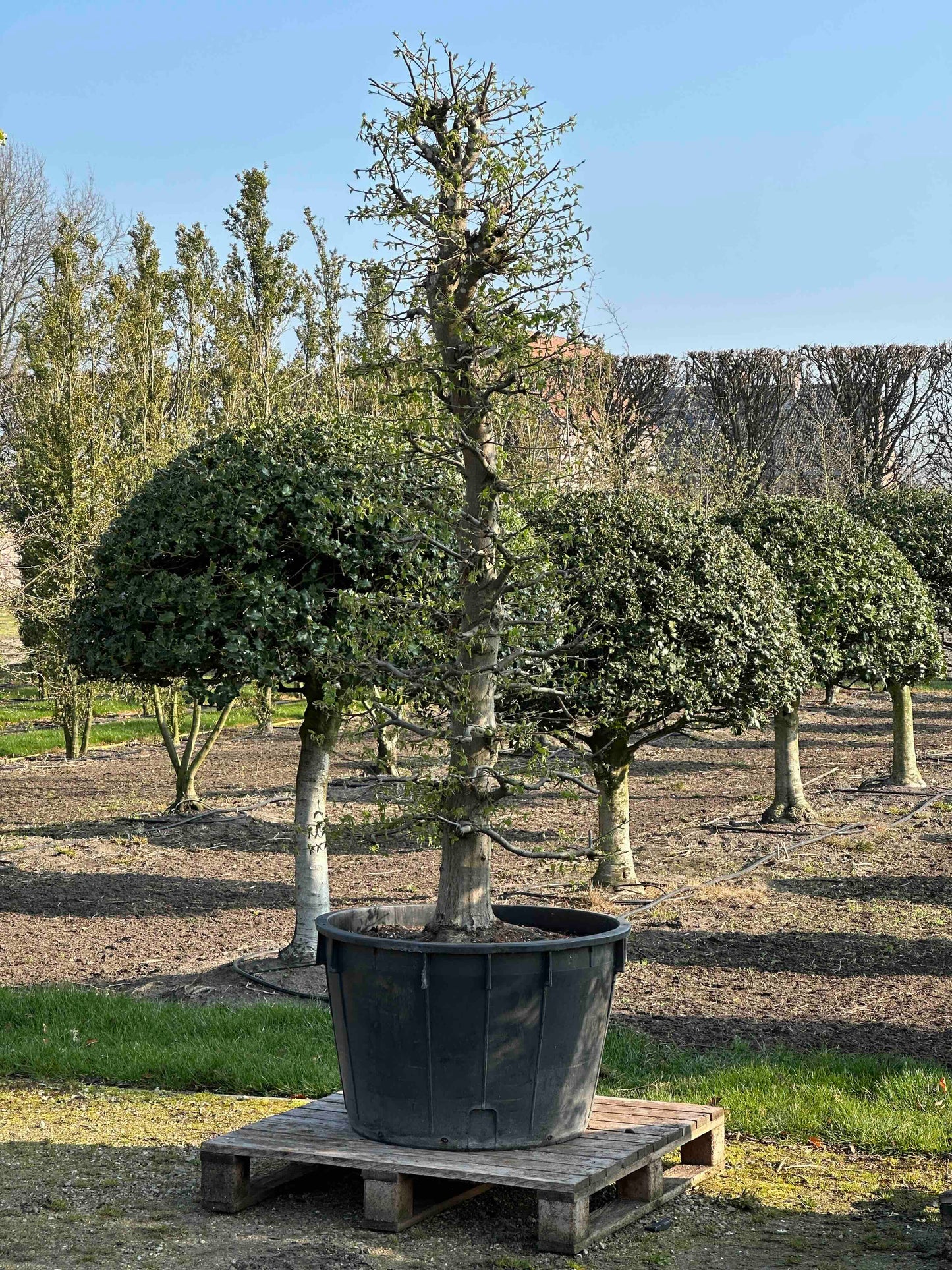 CB TOPIARY #190