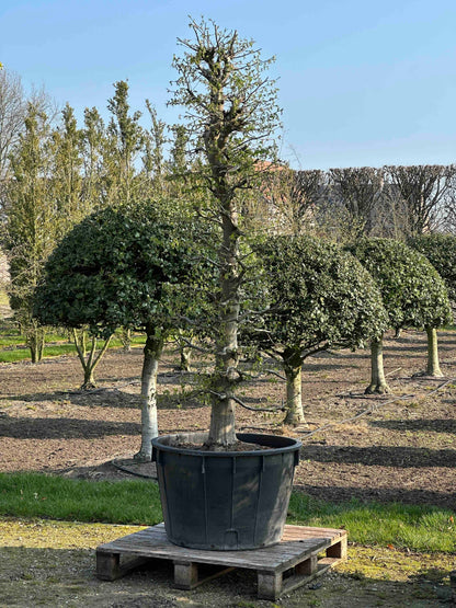 CB TOPIARY #190