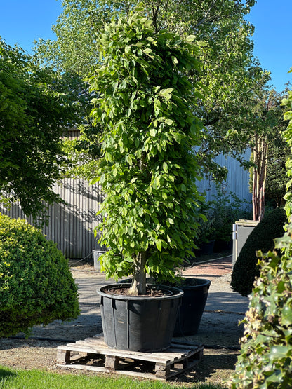 CB TOPIARY #191