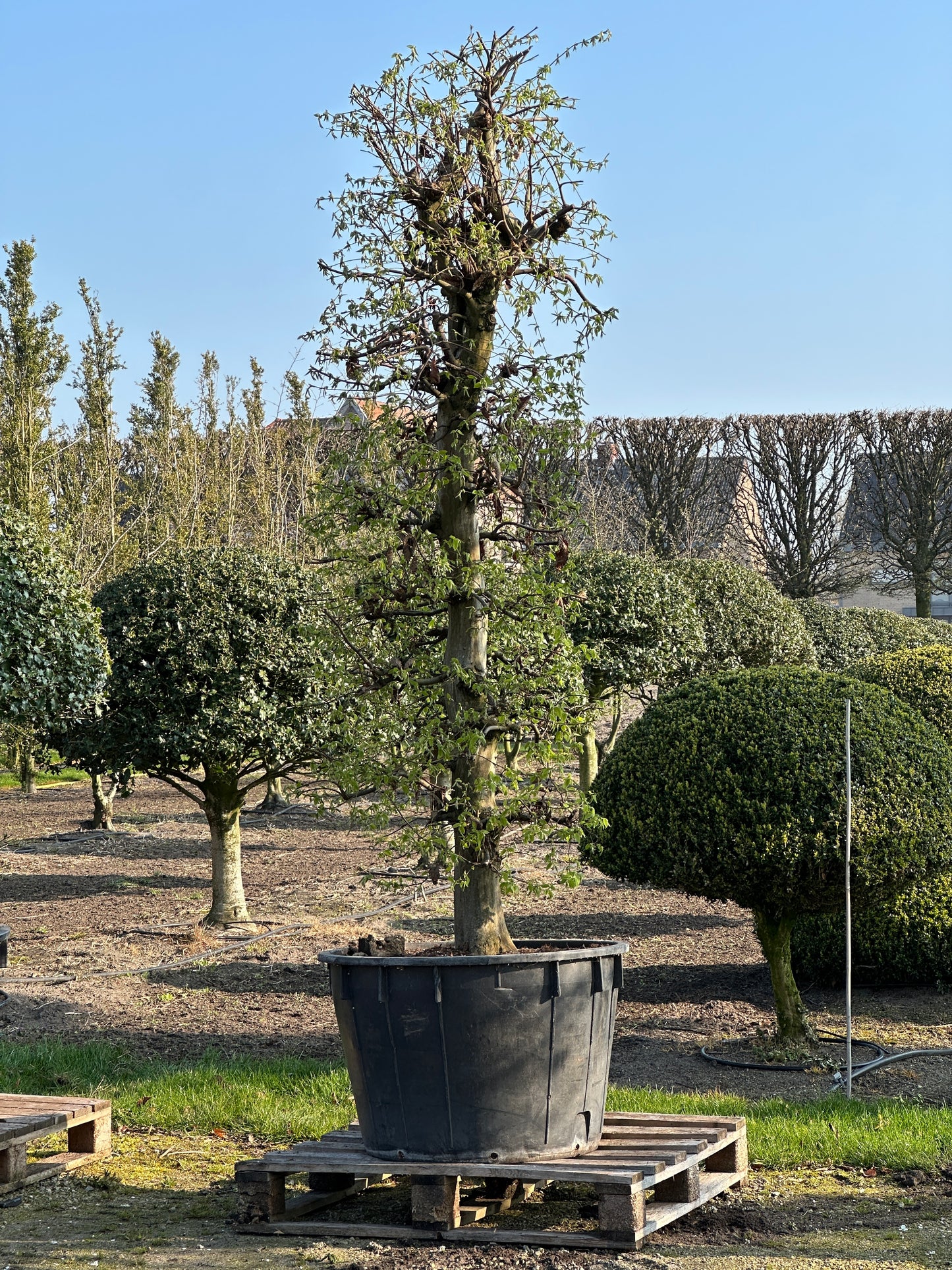 CB TOPIARY #191