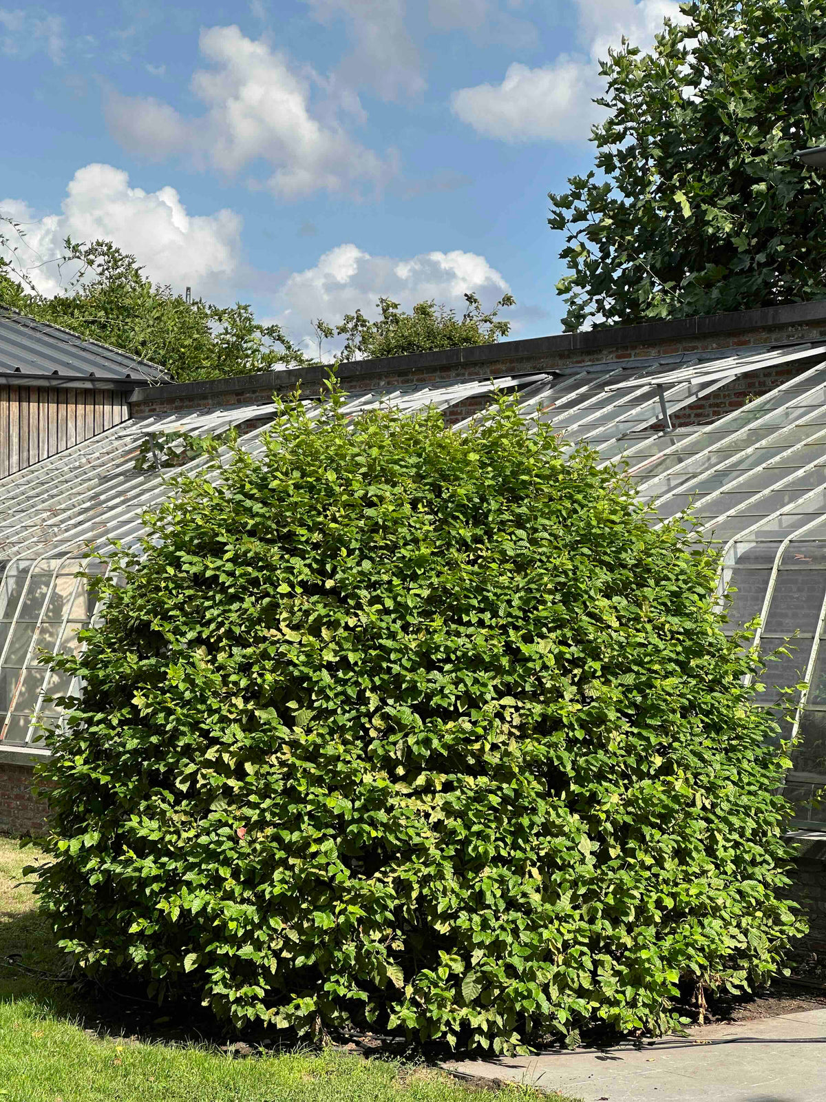 CB TOPIARY #192