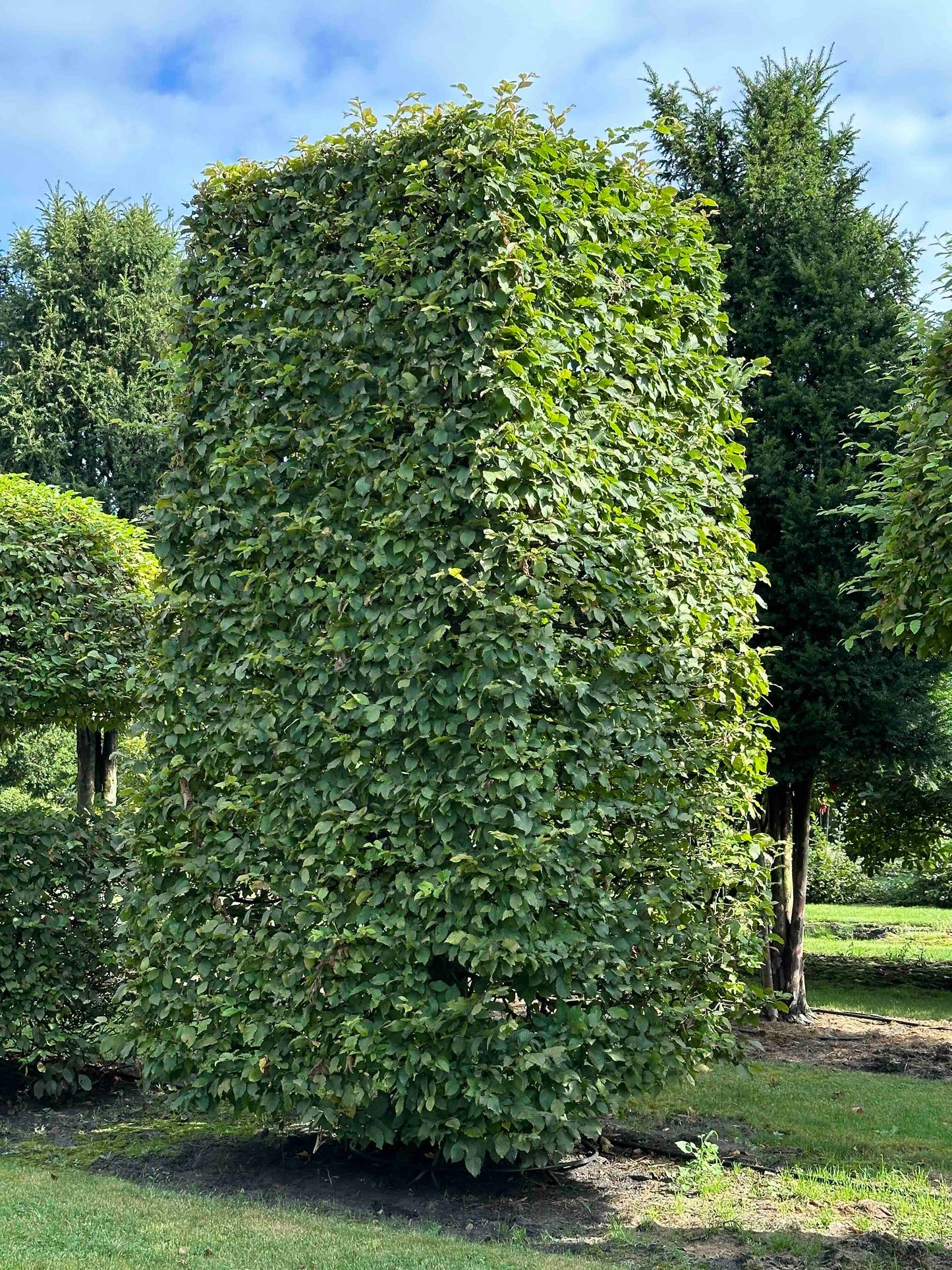 CB TOPIARY #064