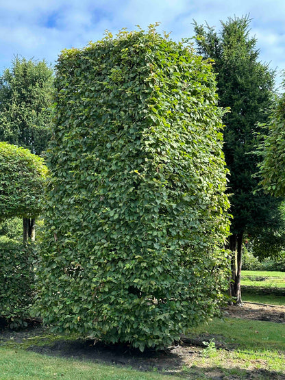CB TOPIARY #064