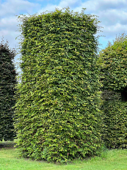 CB TOPIARY #079